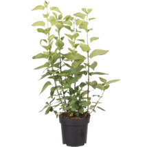 Květináč s rostlinou ptačího zobu