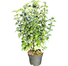 Květináč s kamélií