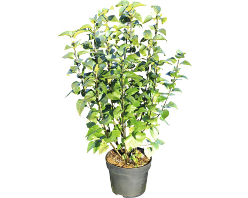 Květináč s kamélií