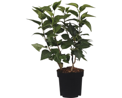 Umělá rostlina se zelenými listy v černém květináči