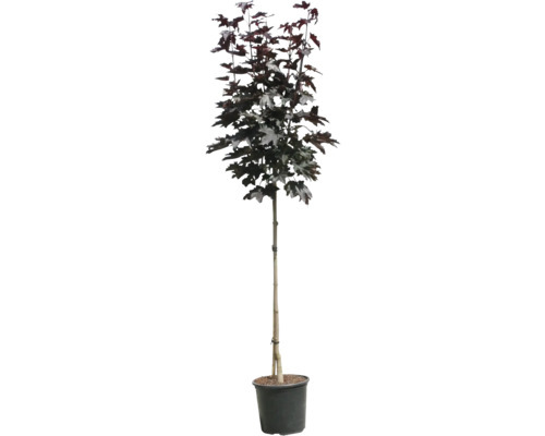 Sloupovitý javor v květináči