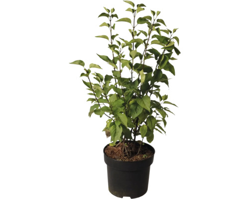 Kvetoucí šeřík v květináči