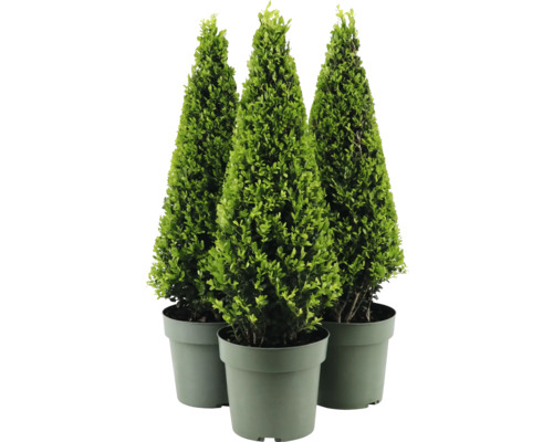 Tři buxusy kuželovitého tvaru v květináčích.