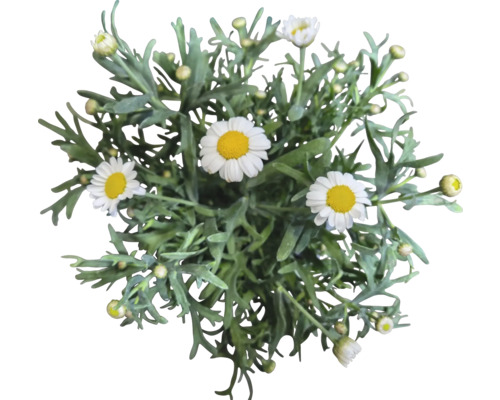 Pohled shora na rostlinu sedmikrásky se zelenými listy a bílými květy