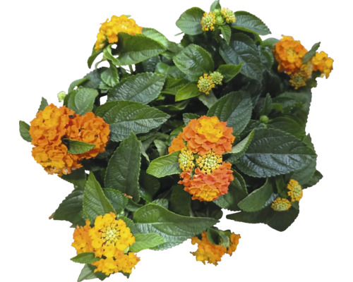 Pohled shora na rostlinu Lantana s květy a zelenými listy