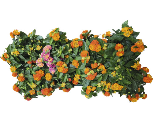 Oranžový a růžový Lantana camara v květináči