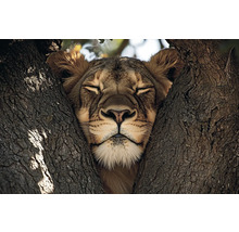 Lev odpočívá ve stromě