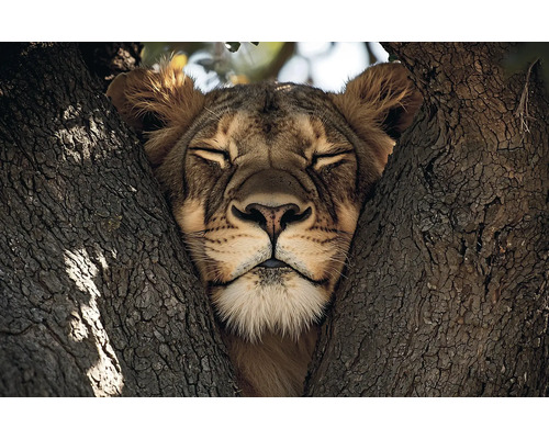 Lev odpočívá ve stromě