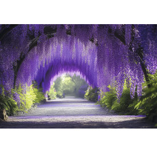 Tunel Wisteria s kvetoucí vistárií a cestou