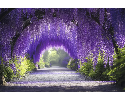 Obraz na plátně Purple Tunnel 150x100cm Tunel Wisteria s kvetoucí vistárií a cestou