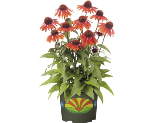 Třapatka zářivá mix FloraSelf Echinacea květináč 2 l 1 ks, různé druhy Třapatka v květináči s dekorativním květinovým vzorem