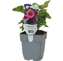 Geum Tempo Rose v květináči