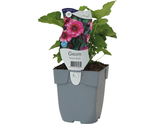 Kuklík městský FloraSelf Geum 'Tempo Rose' 5-10 cm květináč 0,5 l