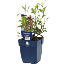 Verbena rostlina v květináči