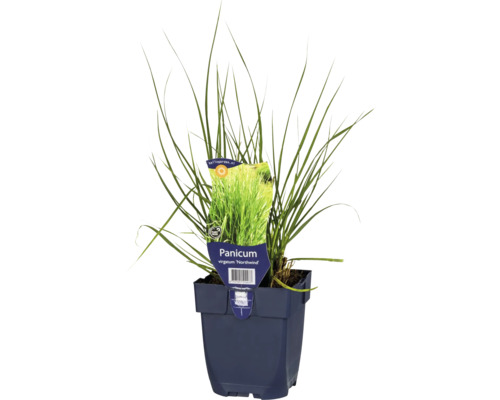 Proso prutnaté FloraSelf Panicum virgatum 'Northwind' 15-50 cm květináč 0,5 l Rod proso virginské v květináči