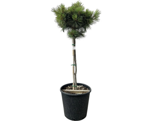 Borovice bonsai v květináči
