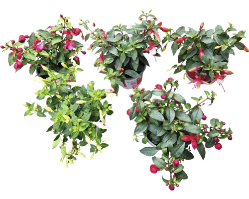 Fuchsie převislá FloraSelf Fuchsia kultivar květináč Ø 10,5 cm 1 ks, různé druhy Fuchsie v květináčích, pohled shora