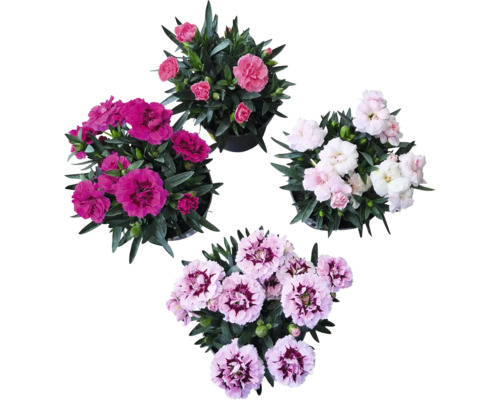 Karafiát mix FloraSelf Dianthus caryophyllus 'Super Trooper' 15-18 cm květináč Ø 10,5 cm 1 ks, různé druhy