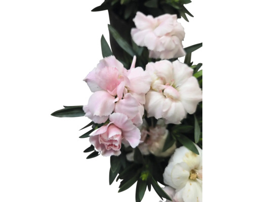 Detailní záběr růžových a bílých karafiátů s listy