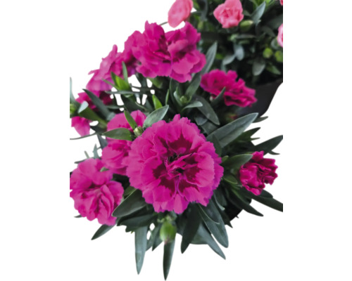 Květiny karafiátů se zelenými listy