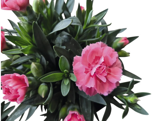 Karafiát s zelenými listy a růžovými květy