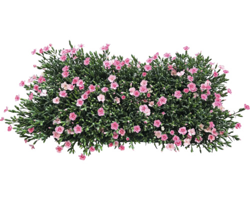 Keř s růžovými květy