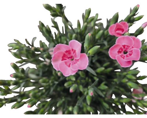 Detailní záběr růžového karafiátu se zelenými listy