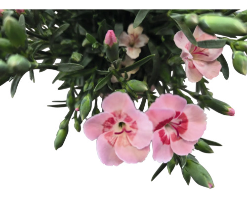 Květ karafiátu se zelenými listy