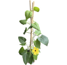 Černooká Zuzana FloraSelf Thunbergia alata celková výška cca 40 cm květináč Ø 12/13 cm