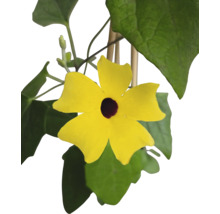 Černooká Zuzana FloraSelf Thunbergia alata celková výška cca 40 cm květináč Ø 12/13 cm