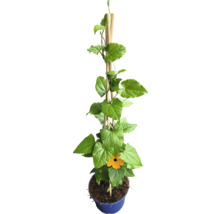 Černooká Zuzana FloraSelf Thunbergia alata celková výška cca 40 cm květináč Ø 12/13 cm