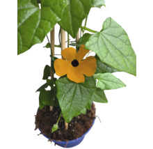 Černooká Zuzana FloraSelf Thunbergia alata celková výška cca 40 cm květináč Ø 12/13 cm