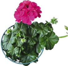 Pelargonie s květy v květináči