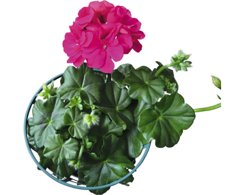 Pelargonie s květy v květináči