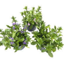 Vějířovka FloraSelf Scaevola aemula květináč Ø 11 cm