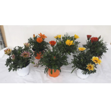 Květiny Gazania v květináčích s různými barvami květů