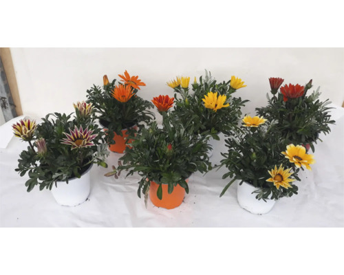 Květiny Gazania v květináčích s různými barvami květů
