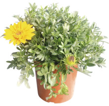 Gazánie FloraSelf Gazania rigens květináč Ø 18 cm