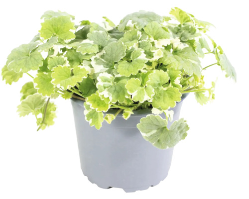 Popenec břečťanovitý bíle panašovaný FloraSelf Glechoma hederacea 'Variegata' květináč Ø 11 cm