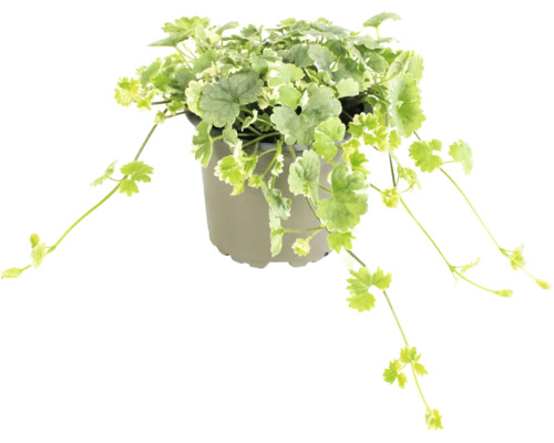 Popínavá rostlina v květináči