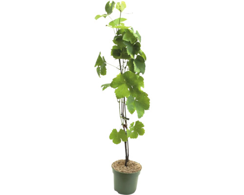 Vinná réva v květináči se zelenými listy