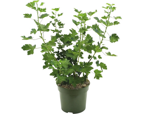 Zlatý rybíz v květináči