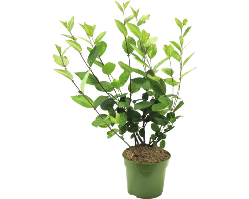 Rostlina v květináči se zelenými listy.