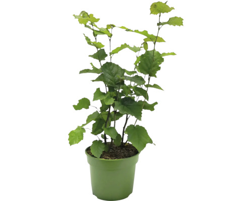 Líska v květináči