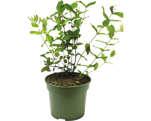 Rostlina v květináči pro interiér