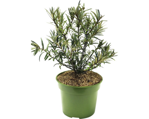 Rakytník řešetlákový v květináči pro zahradu