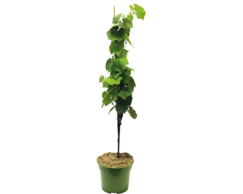 Vinná réva v květináči s opěrnou tyčí