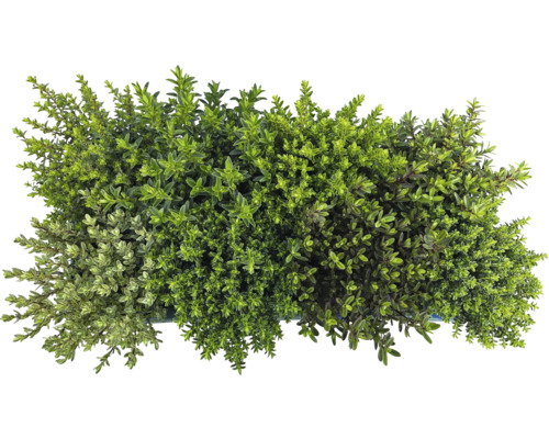 Snímek rostlin tymiánu v nádobě