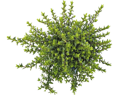 Hustě rostoucí tymián v květináči shora