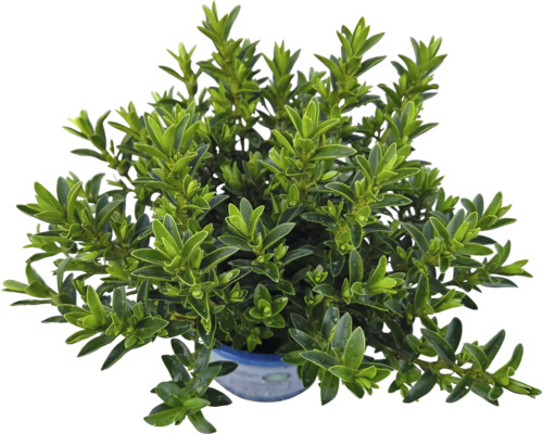 Zimostráz v květináči se zelenými listy